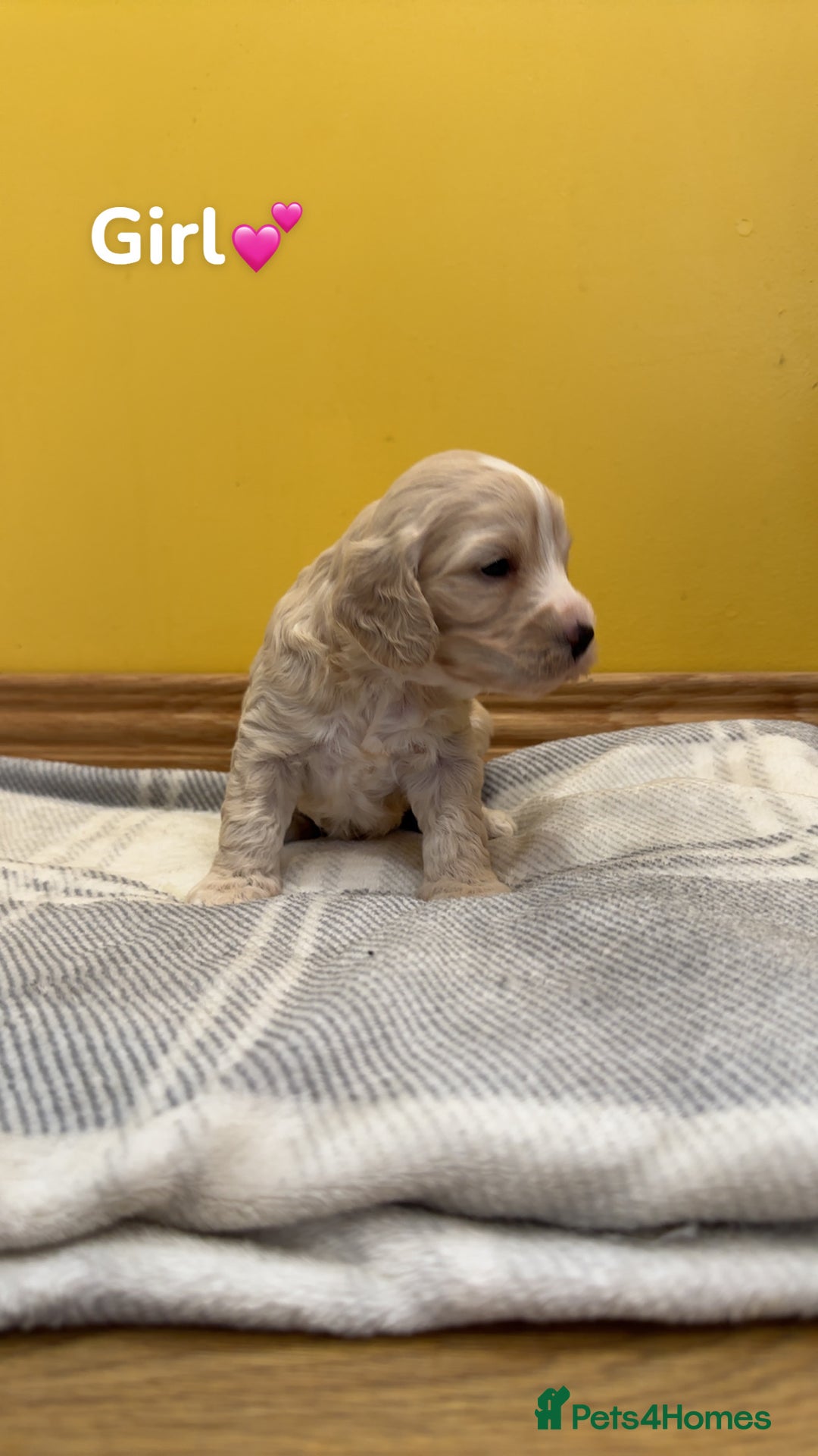 Cockapoo dogs for sale: Cockapoo puppies  - Image 7