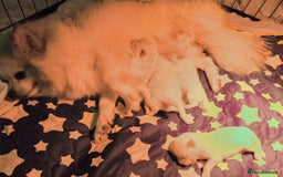 Pomeranian dogs for sale: Beautiful white teddy bear pomeranian puppies - Image 10
