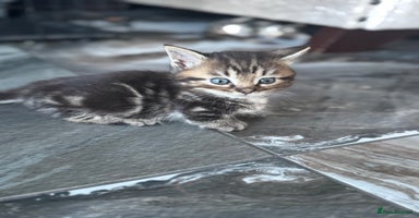 Munchkin cats - Advert 10