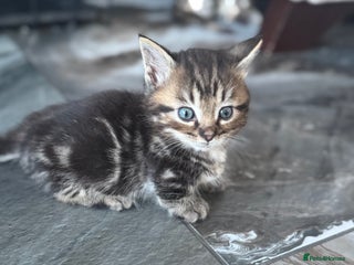 Munchkin cats - Advert 2