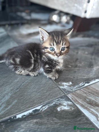 Munchkin cats - Advert 1