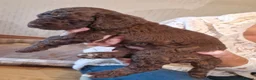 Cockapoo dogs for sale: F1B cockapoo puppies 2 boys 1 girl  - Advert 25