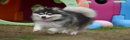 Pomsky dogs for stud: Blue & White Blue eyed Pomsky available for stud - Advert 5