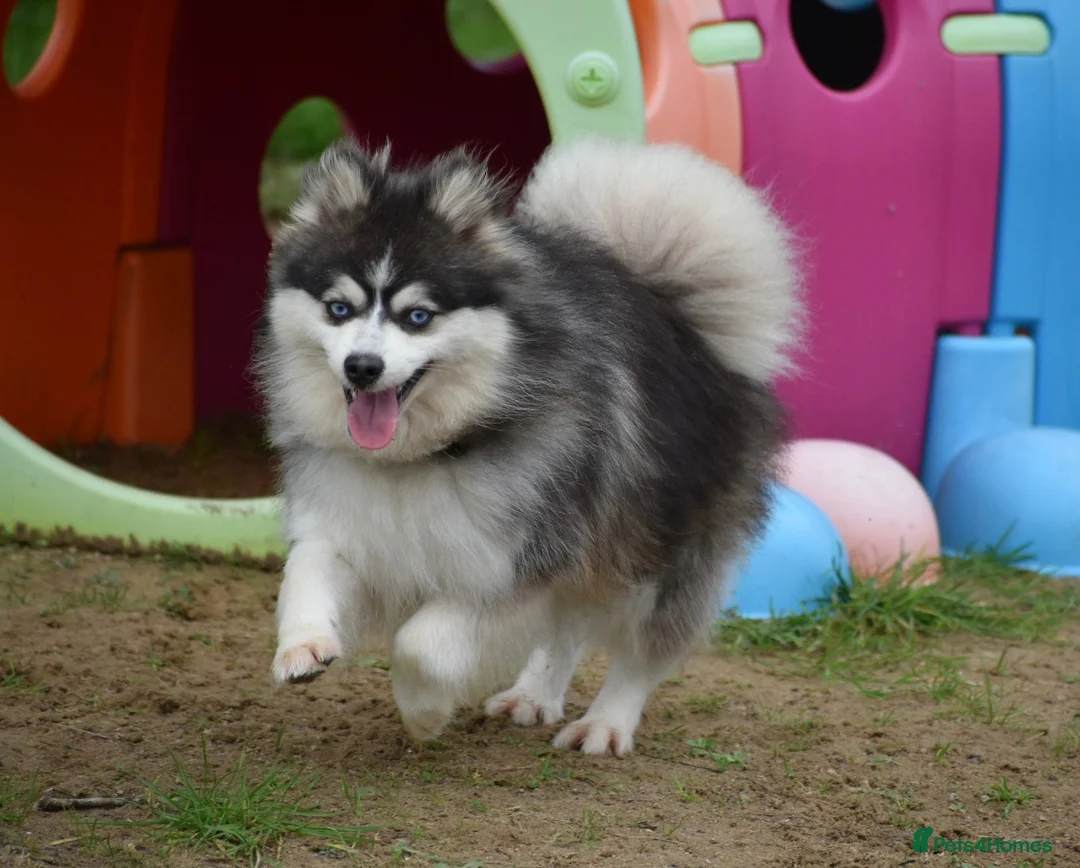 Pomsky dogs for stud: Blue & White Blue eyed Pomsky available for stud - Advert 5