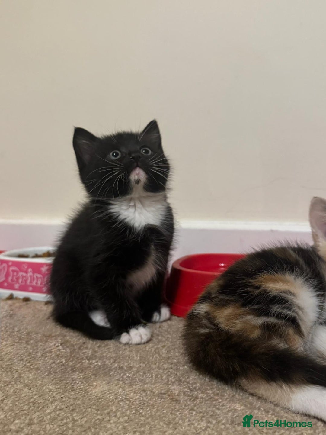 Mixed Breed cats for sale: 4 Gorgeous Kittens - Ready 1/11/25 - Image 6