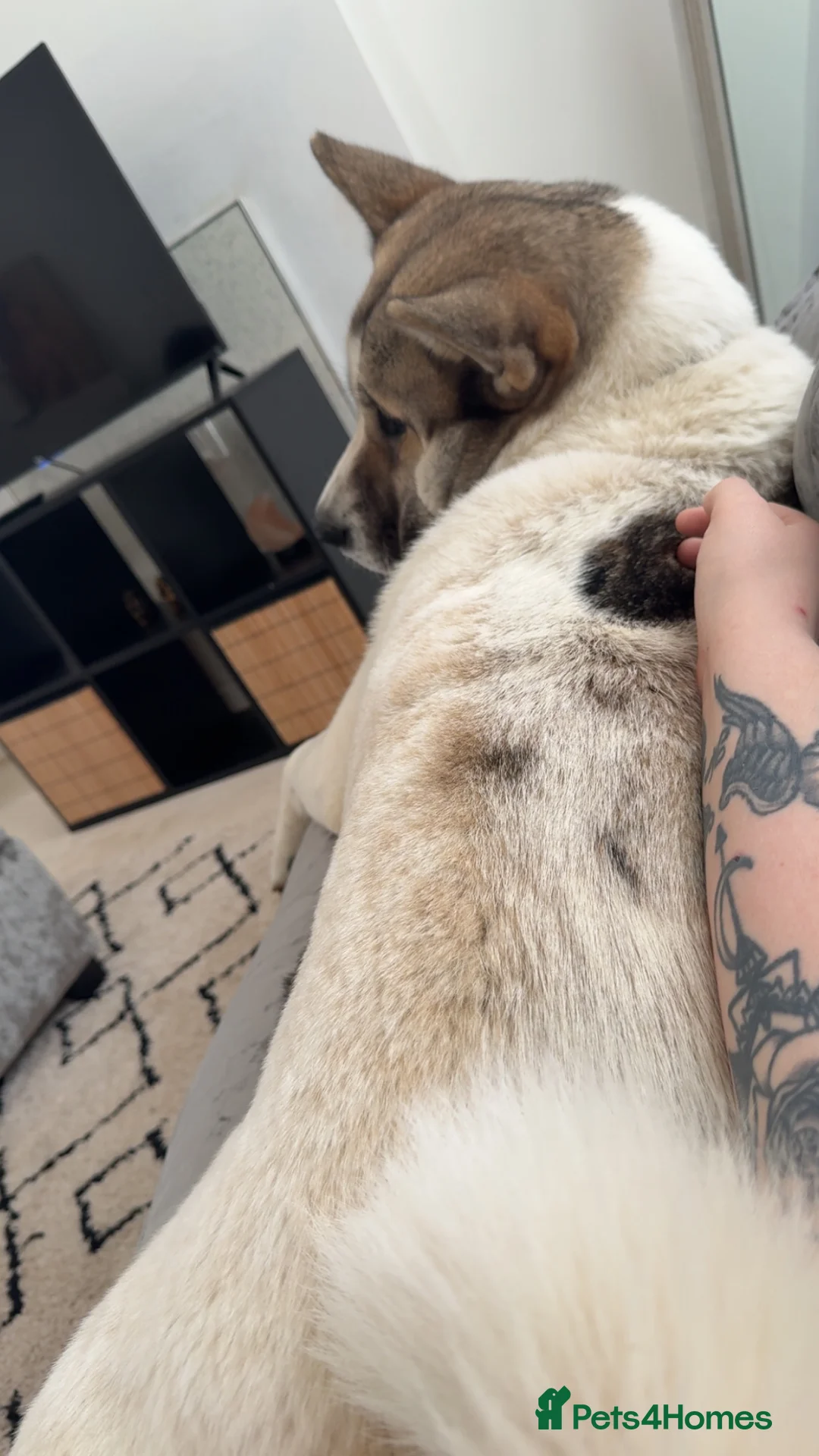 Akita dogs for sale: Akita  - Advert 4