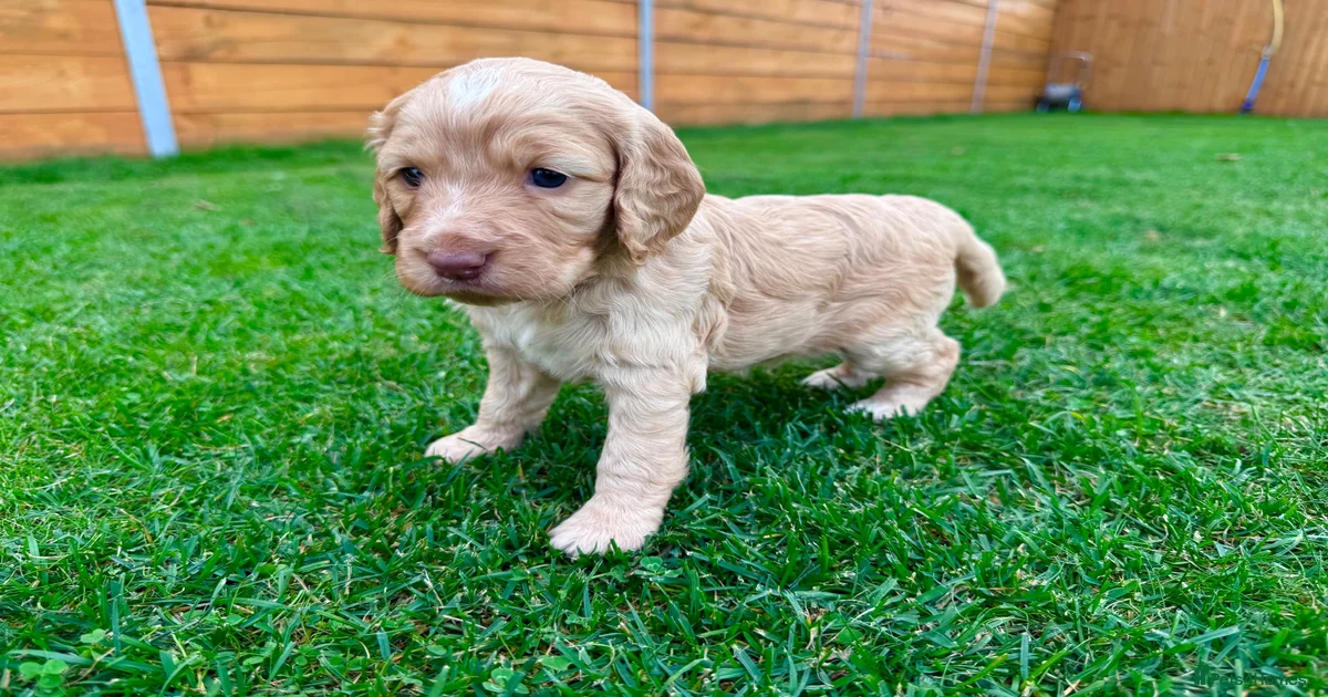 Cockapoo Puppies for sale in Colchester, Essex | Pets4Homes
