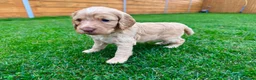 Cockapoo dogs for sale: Cockapoo Babies 🐾🐾🐾 - Advert 4