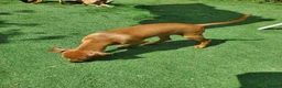 Italian Greyhound dogs for sale: Stunning kc Italian greyhounds  - Advert 8