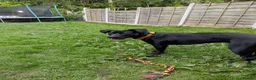 Mixed Breed dogs for sale: Rehoming Raven  in Cheadle - Advert 3