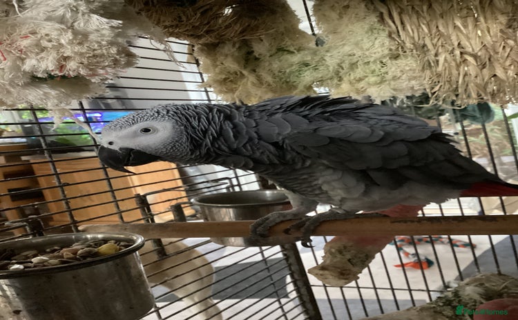 Parrots birds - Advert 1