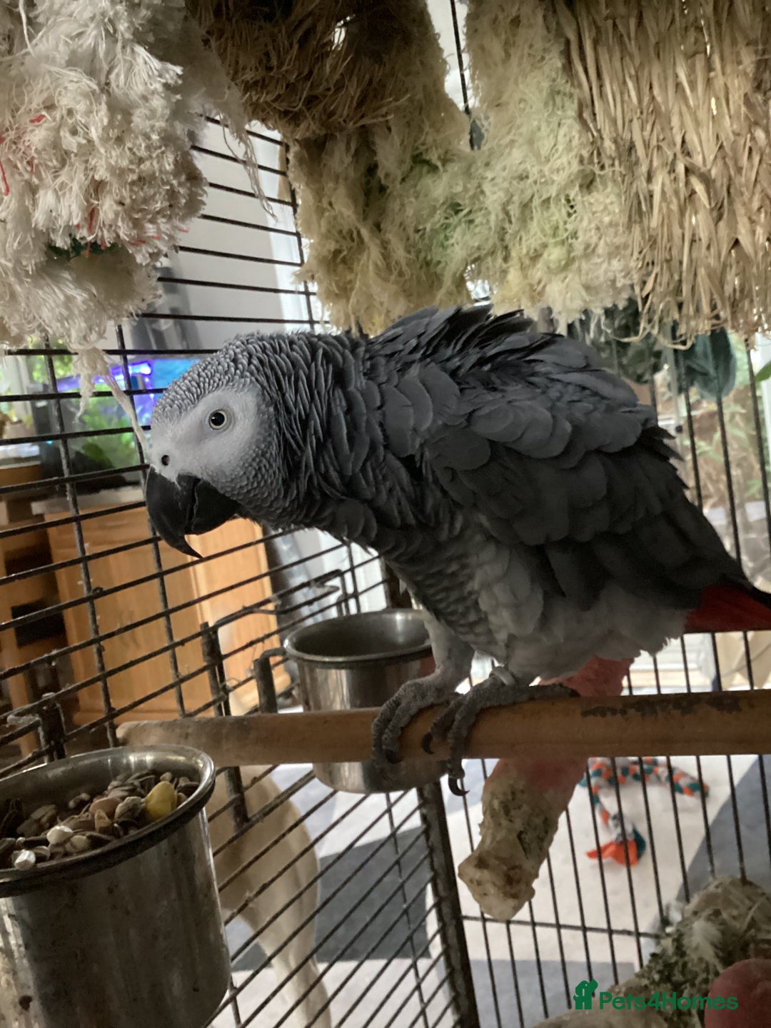 Parrots birds for sale: Billy an African Grey Parrot - Image 1