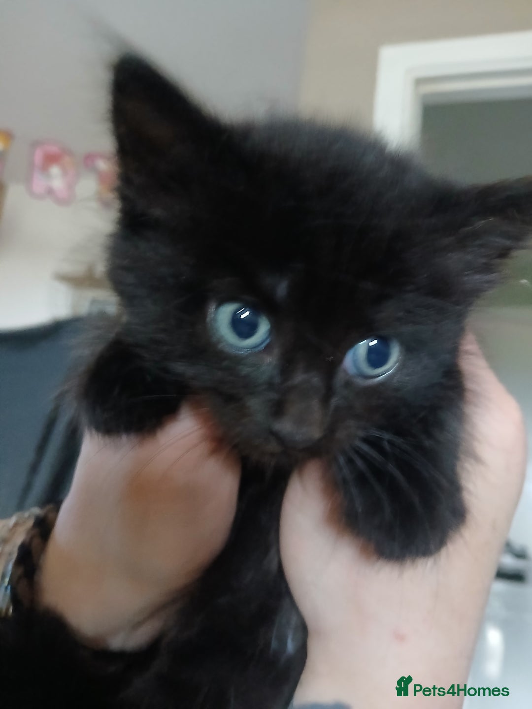 Russian Blue cats for sale: CALICO / RUSSIAN BLUE. - Image 7