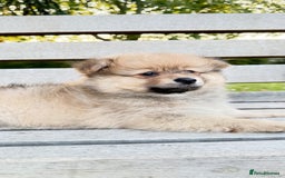 Pomeranian dogs for sale: Pomeranian fluffy Boys  - Image 4