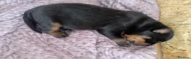 Rottweiler Puppy 2