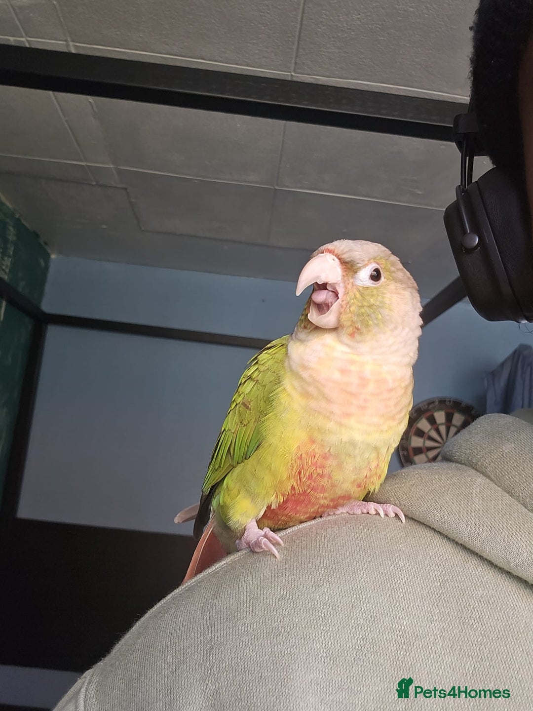 Conures birds for sale: Tame Male & Female Pineapple Conures - Image 13