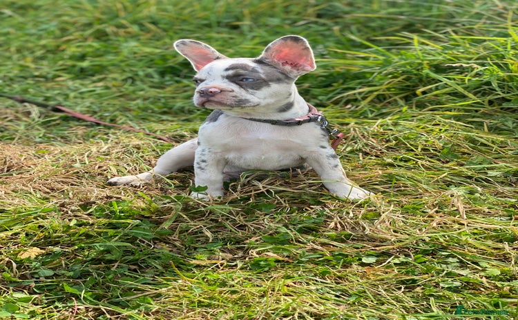 French Bulldog dogs - Advert 2