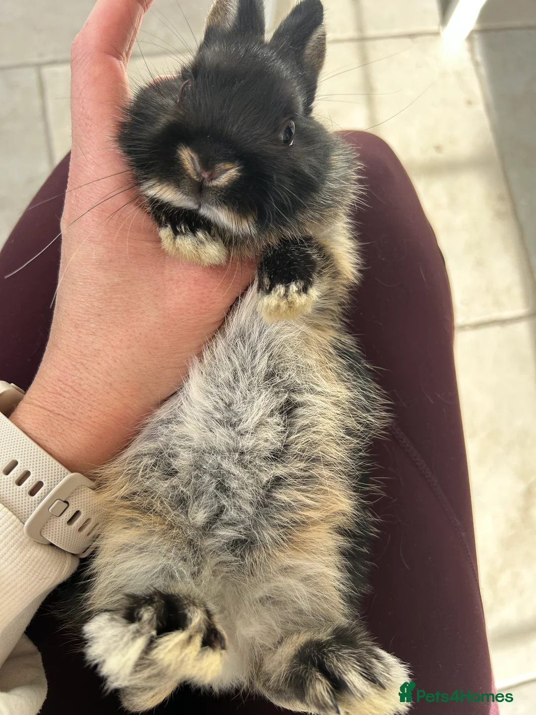 Netherland Dwarf rabbits for sale: 4 female purebred Netherland Dwarf Rabbits  - Advert 9