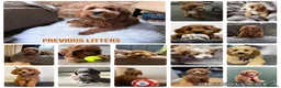 Cavapoo dogs for sale: Beautiful Cavapoo puppies  in King's Lynn - Advert 7