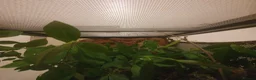 Stick Insects invertebrates for sale: Indian Stick Insect babies  - Advert 1