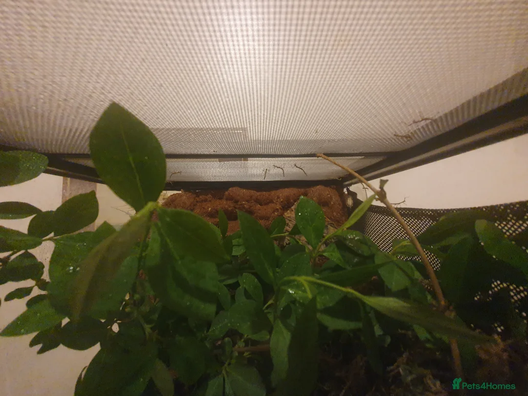 Stick Insects invertebrates for sale: Indian Stick Insect babies  - Advert 1