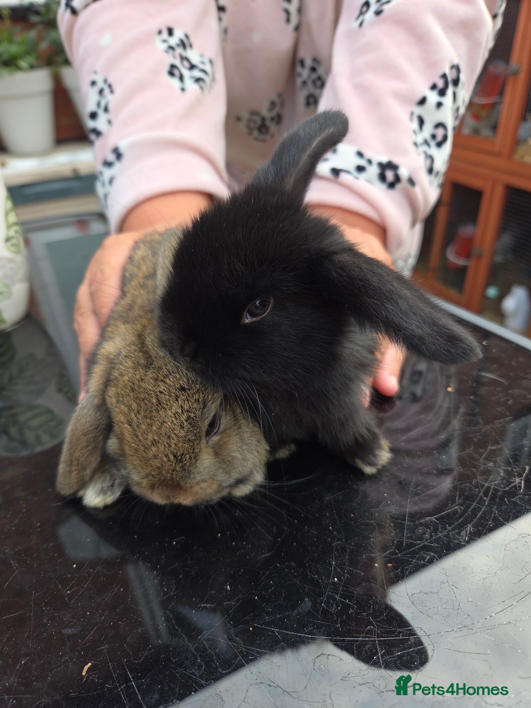 Mini Lop rabbits for sale: Mini lops - Image 6