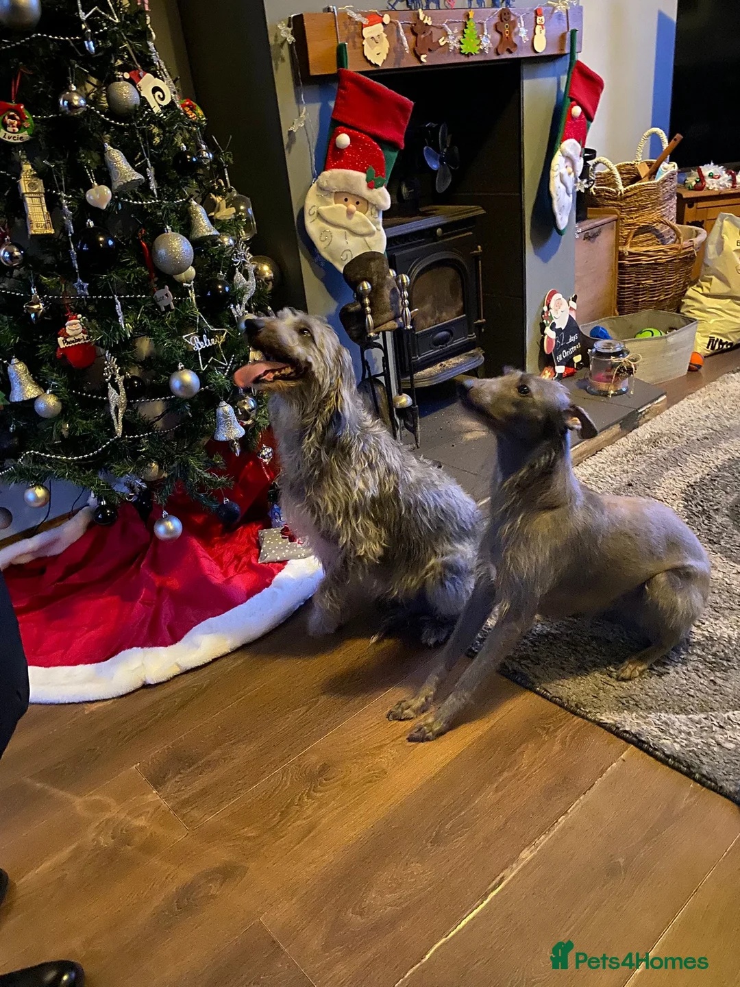 Lurcher dogs for sale: Bedlington Whippet pups for sale - Advert 2