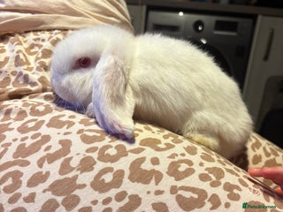 Mini Lop rabbits - Advert 24