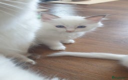 Ragdoll cats for sale: Beautiful GCCF lilac and Cream Point kittens - Image 27