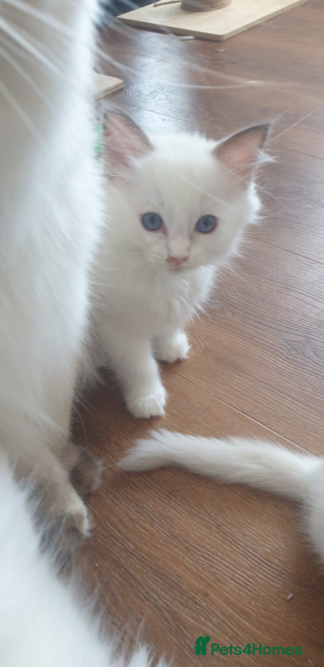 Ragdoll cats for sale: Beautiful GCCF lilac and Cream Point kittens - Image 27