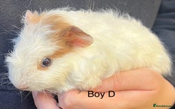 Guinea Pig rodents for sale: Various breeds of baby guinea pigs for sale - Image 7