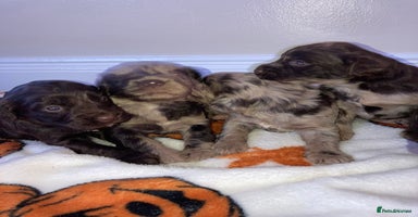 Cockapoo dogs - Advert 2