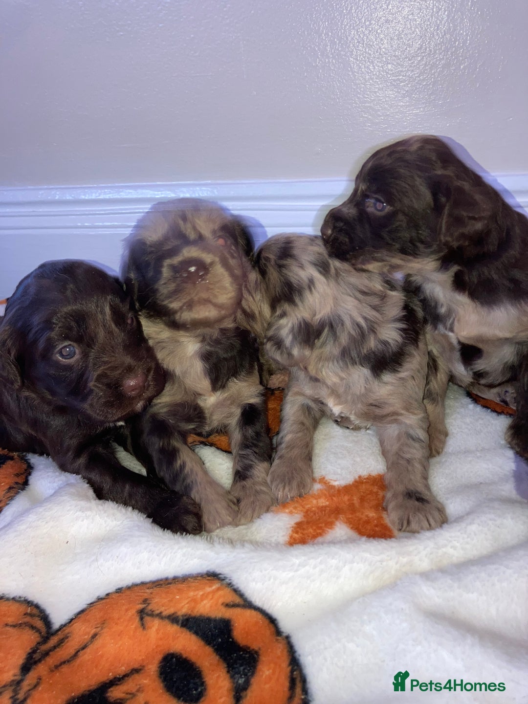 Cockapoo dogs for sale: Merle Cockapoos - Image 3