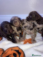 Cockapoo dogs - Advert 2