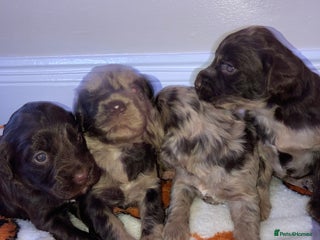 Cockapoo dogs - Advert 1