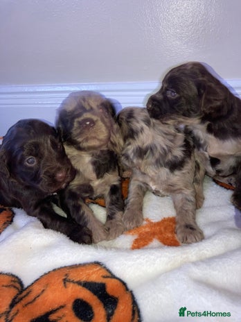 Cockapoo dogs - Advert 1