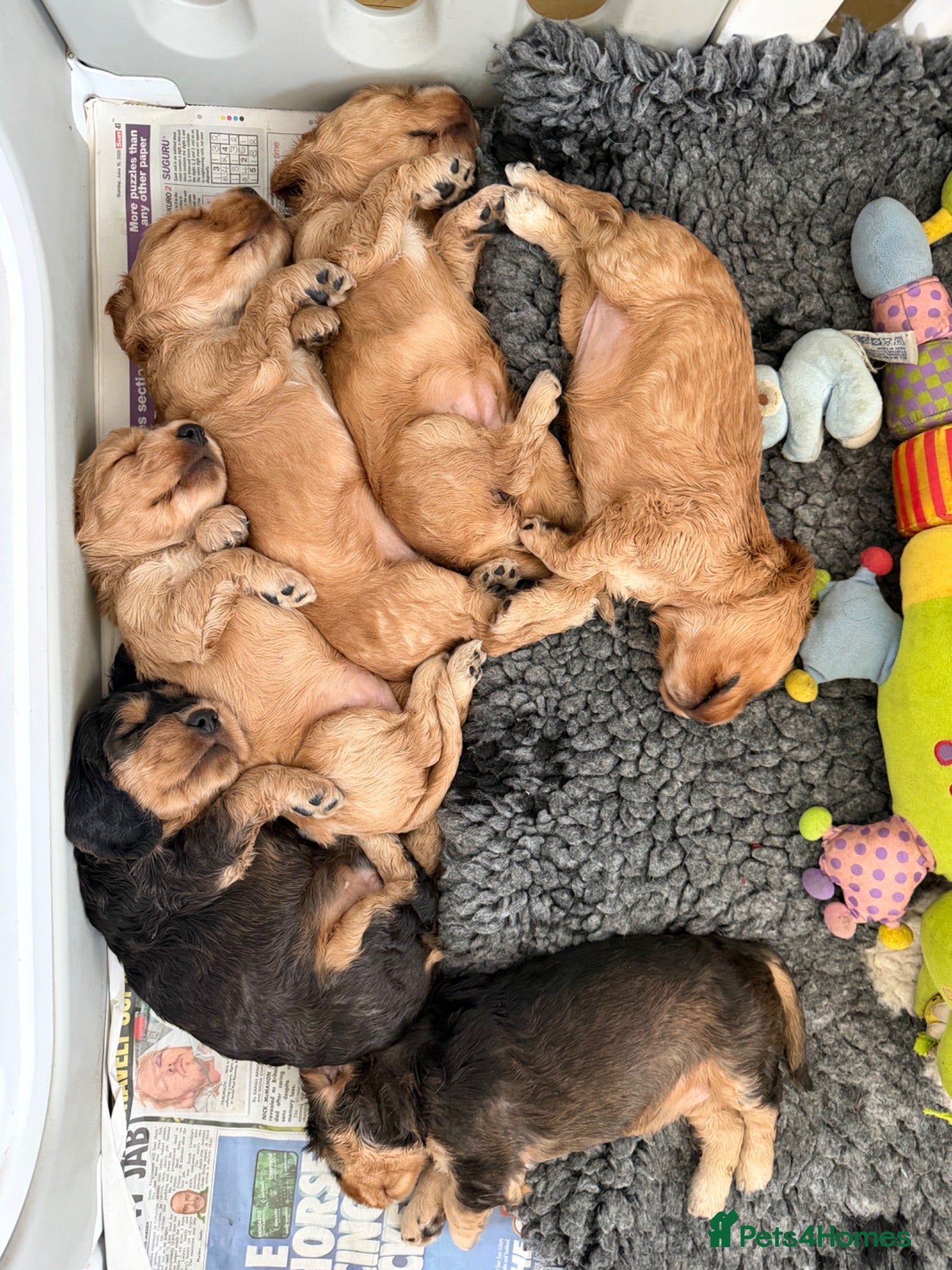Cocker Spaniel dogs Stunning English 💯 show type cocker puppies  - Advert 2