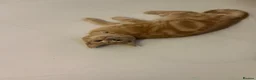 Mixed Breed cats for sale: Ginger cat for sale - Advert 17
