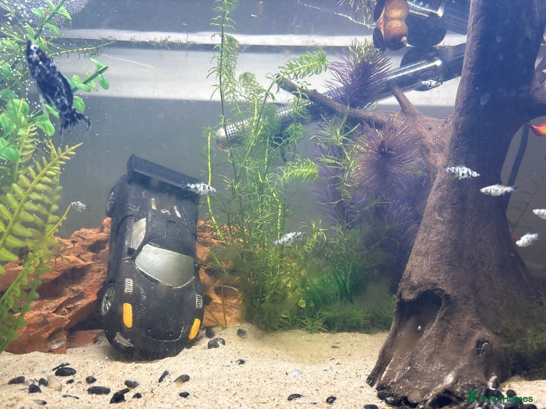 Mollies fish for sale: Baby Dalmatian Mollies - Advert 4