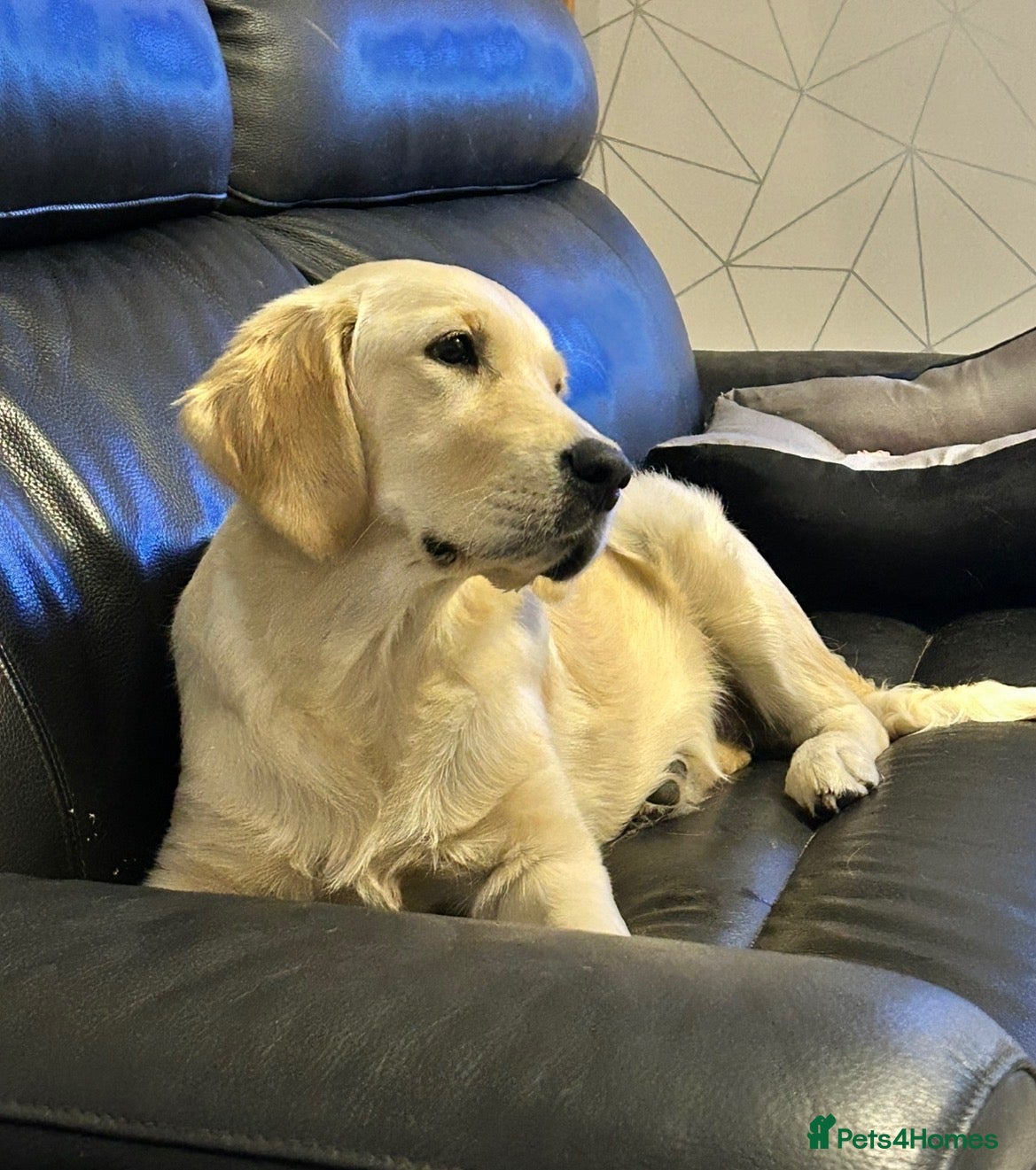 Golden Retriever dogs GOLDEN RETRIEVER- PET HOME ONLY - Advert 2
