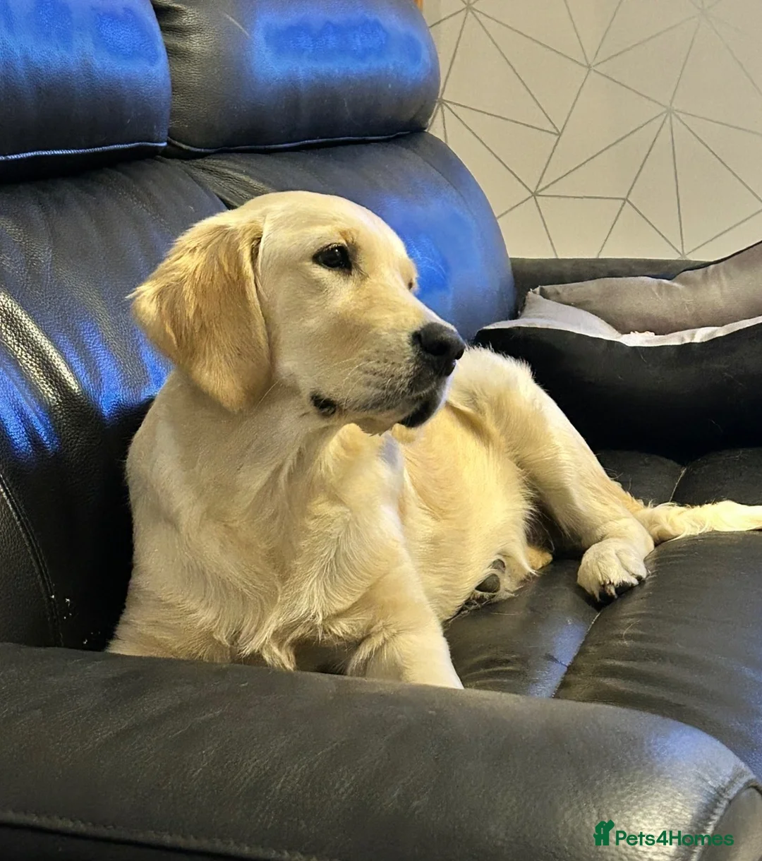 Golden Retriever dogs for sale: GOLDEN RETRIEVER- PET HOME ONLY - Advert 2
