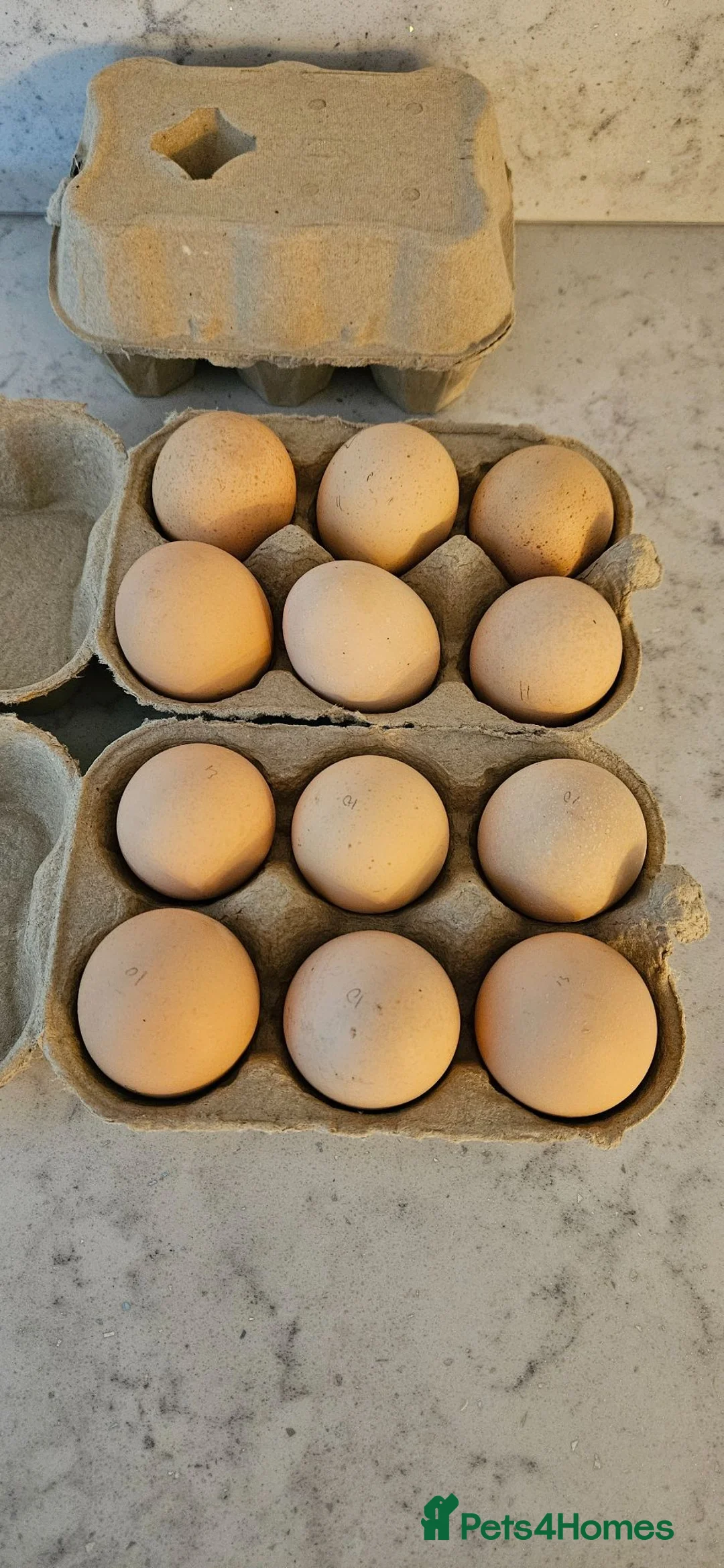 Hens poultry for sale: Silver Laced Wyandotte eggs - Advert 1
