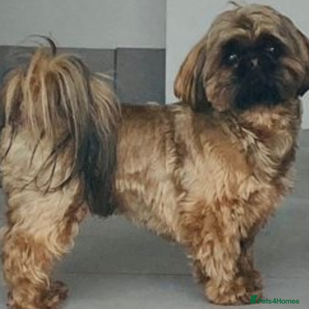 Shih Tzu dogs for sale: Shih Tzu  - Image 8