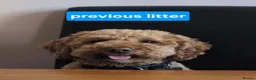 Cavapoochon dogs for sale: 🐾✨ CAVAPOOCHON PUPPIES 3 GIRLS AVAILABLE! ✨🐾 - Advert 7