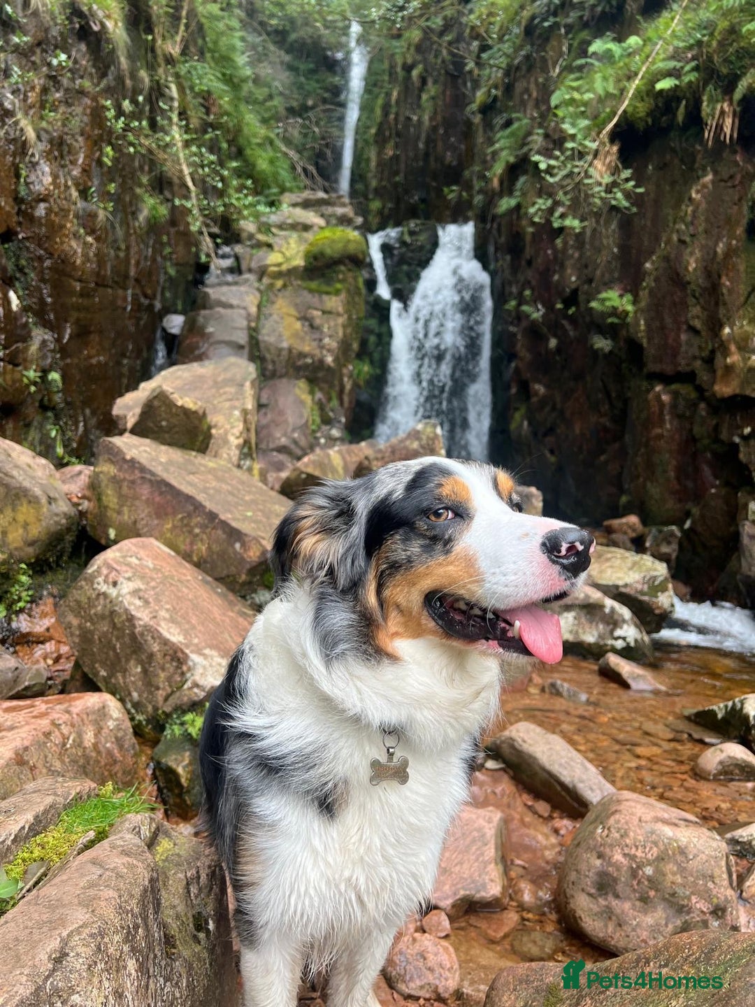 Border Collie dogs for stud: Stud Dog Available – Poe - Image 3