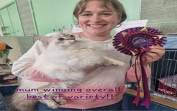 Siberian cats for sale: Siberian kittens GCCF registered, champion lines - Image 18