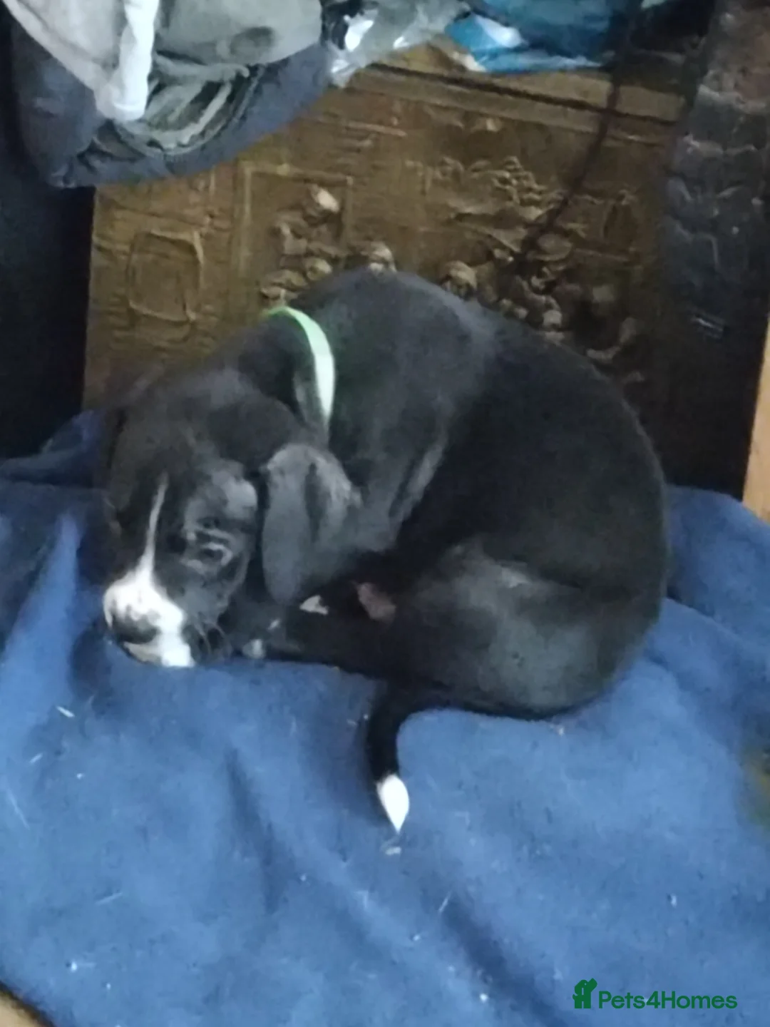 Mixed Breed dogs for sale: Accidental litter in Caernarfon - Advert 19