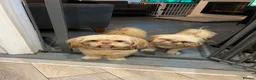 Shih Tzu dogs for sale: Beautiful imperial Shih Tzu puppies  - Advert 3