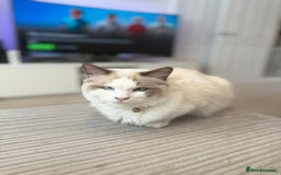 Ragdoll cats for sale: Beautiful Ragdoll  - Image 5