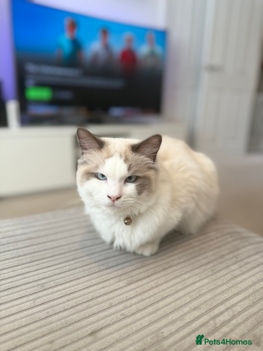 Ragdoll cats for sale: Beautiful Ragdoll  - Image 5